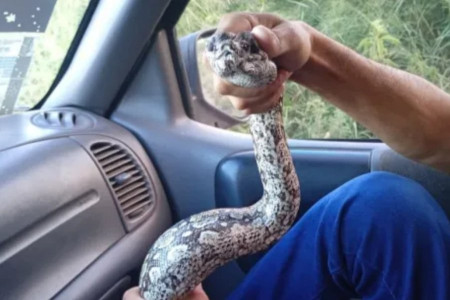 Un bombero rescató a una serpiente que atemorizaba a vecinos